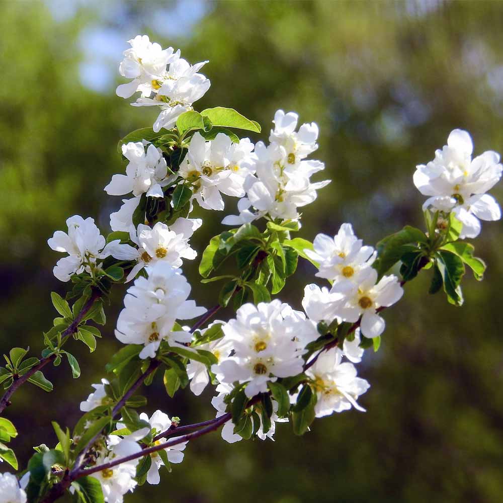 利休梅(リキュウバイ) 【花木苗 5号／1個売り】｜ 【植物の