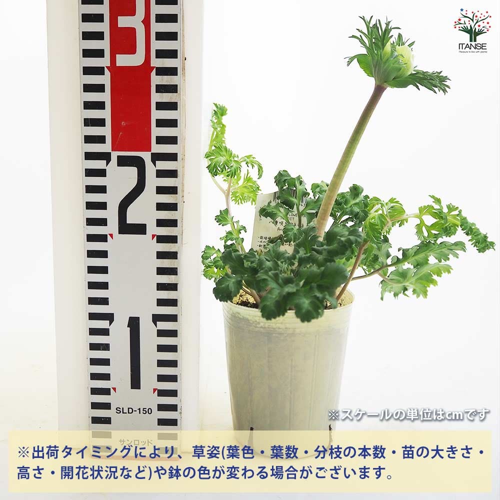 アネモネ レバンテ ビアンコ 【花苗 3号】｜ 【植物のITANSE
