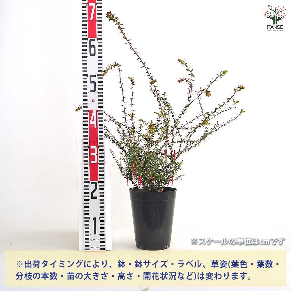 エパクリス ロンギフローラ 【花苗 5号／1個売り】｜ 【植物の