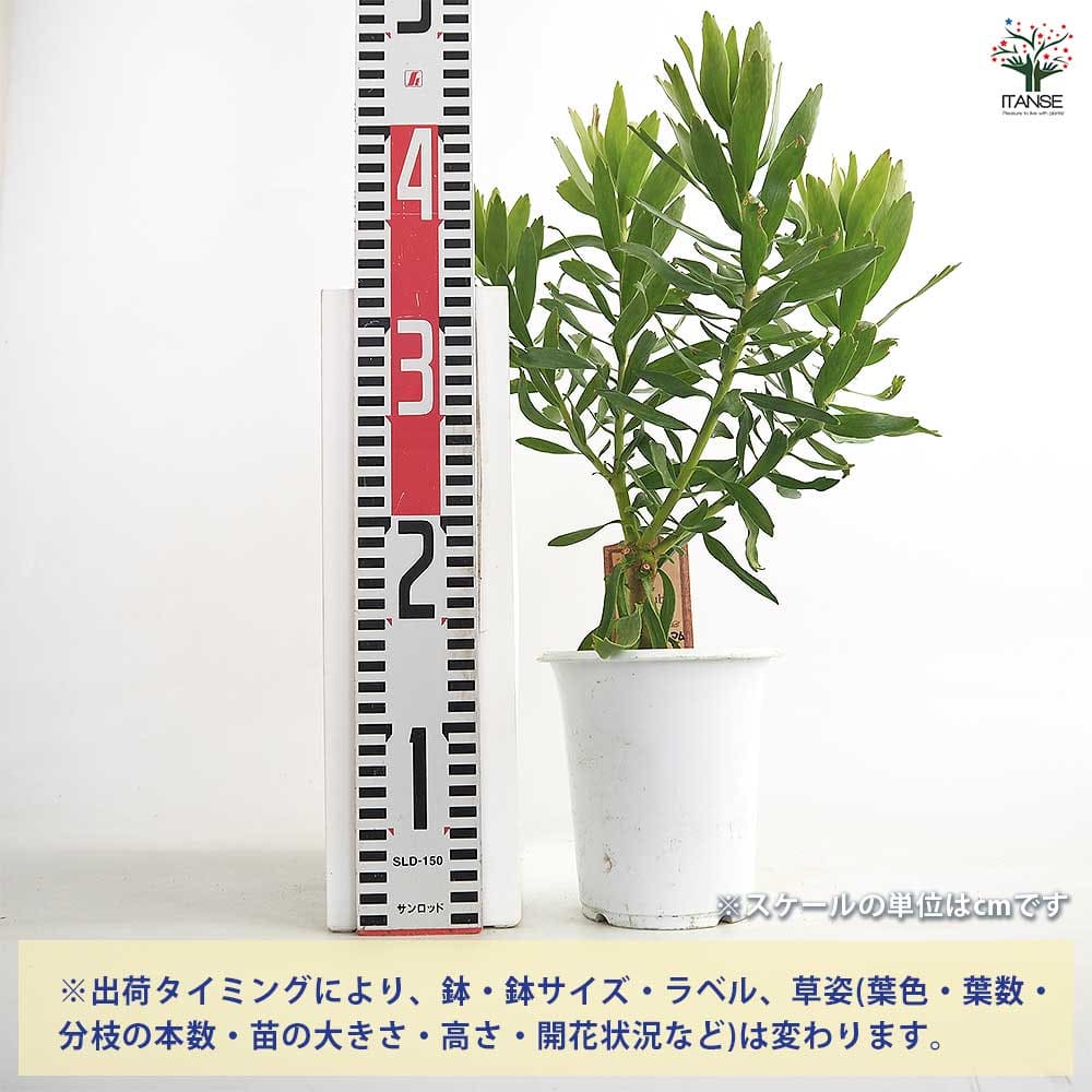 リューコスペルマム キューニフォーム 【花木苗 4号】｜ 【植物の