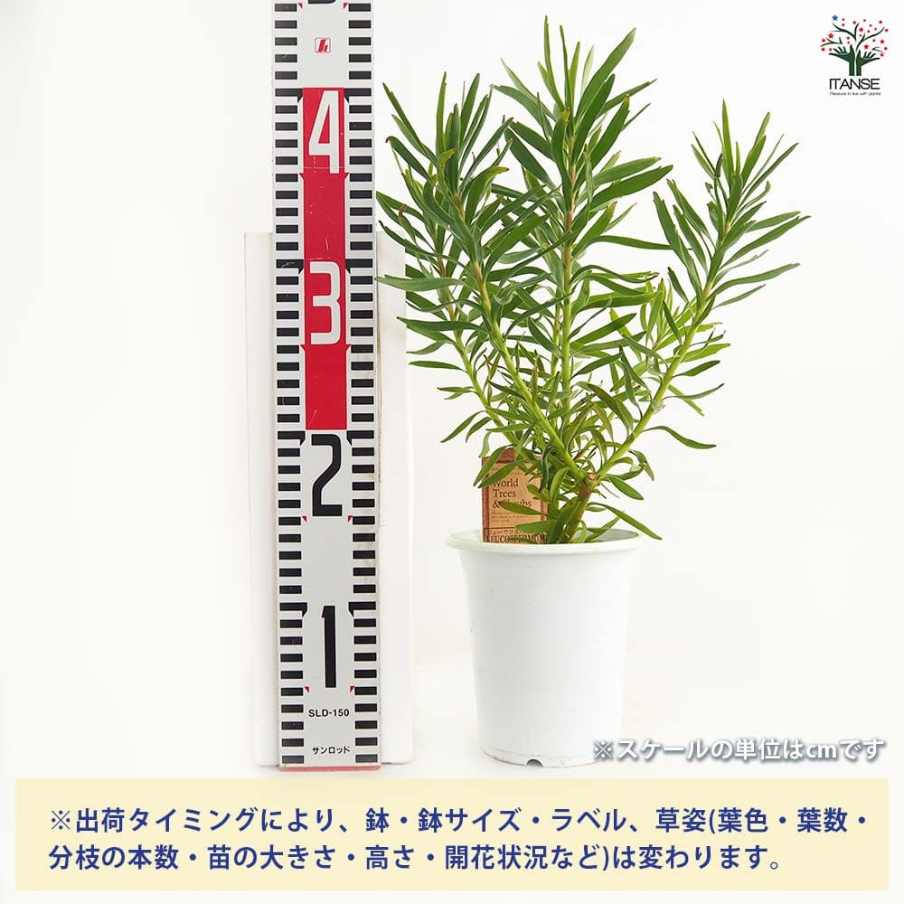 リューコスペルマム サクセション 【花木苗 4号】｜ 【植物の