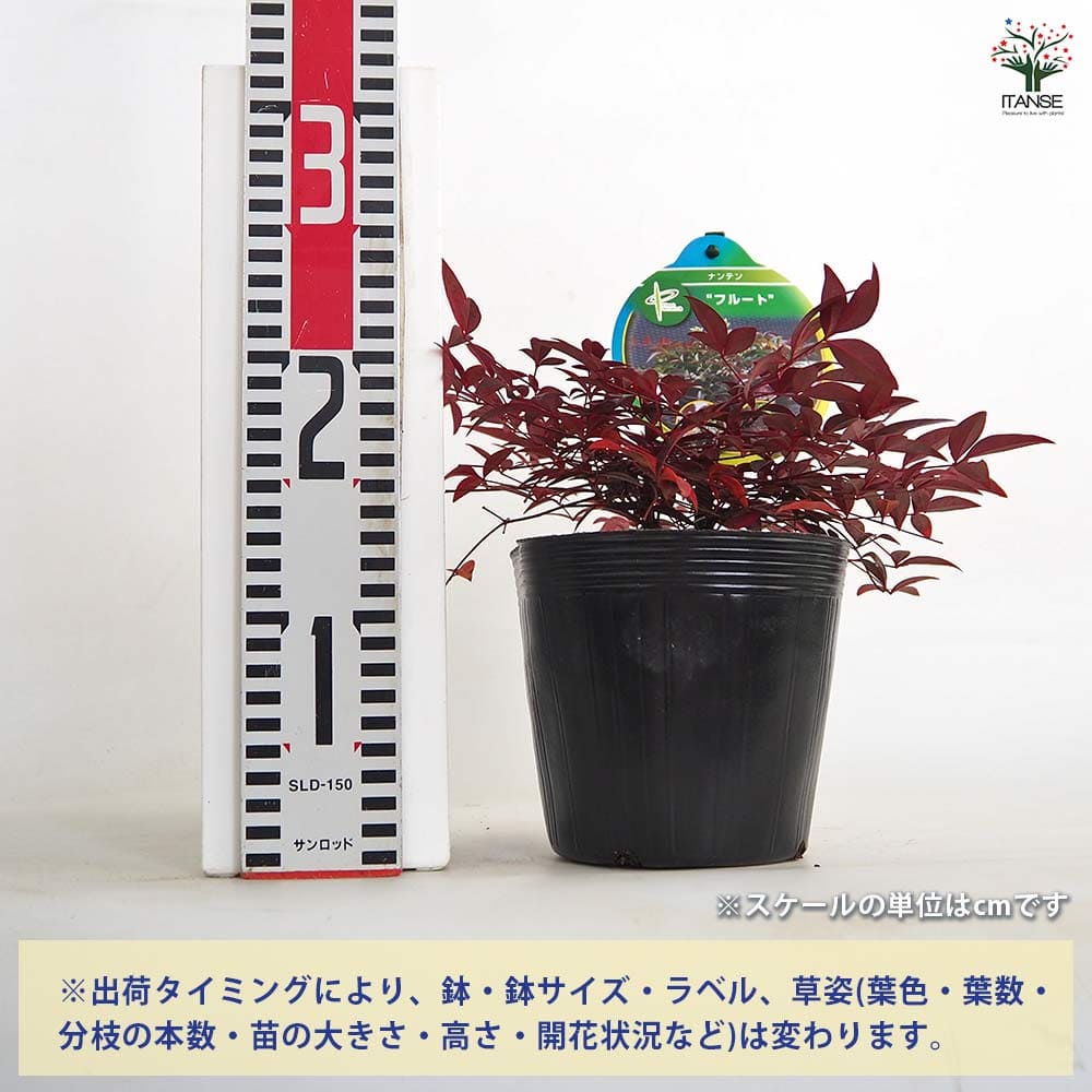 南天 南天 フルート 【花木苗 5号／1個売り】｜ 【植物のITANSE】全品