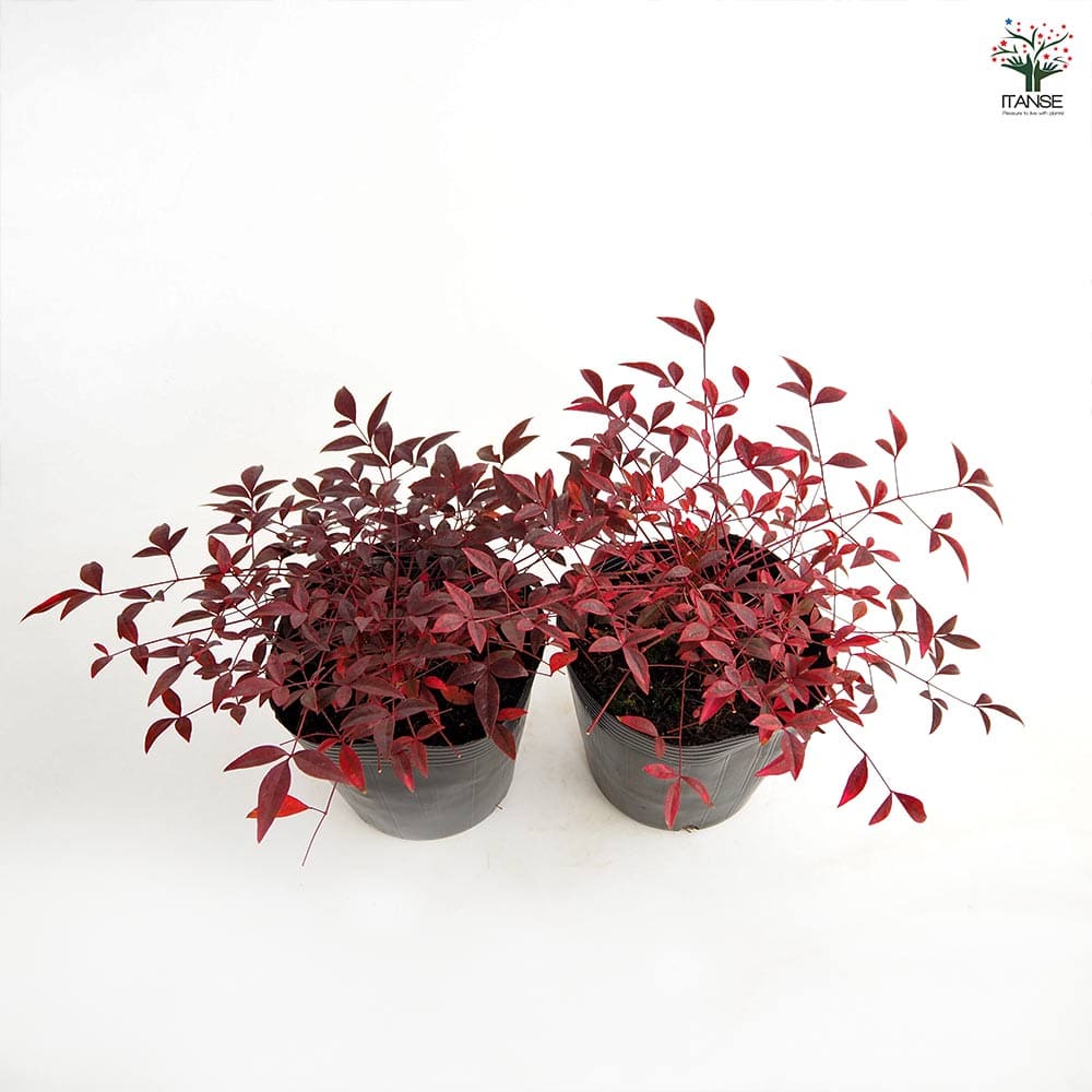 南天 南天 フルート 【花木苗 5号／1個売り】｜ 【植物のITANSE】全品