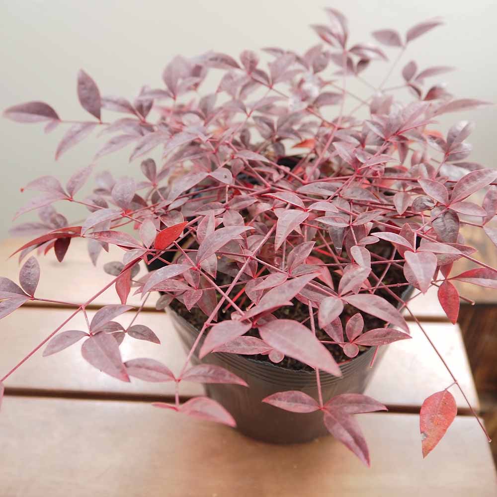 南天 フルート 【花木苗 5号／1個売り】
