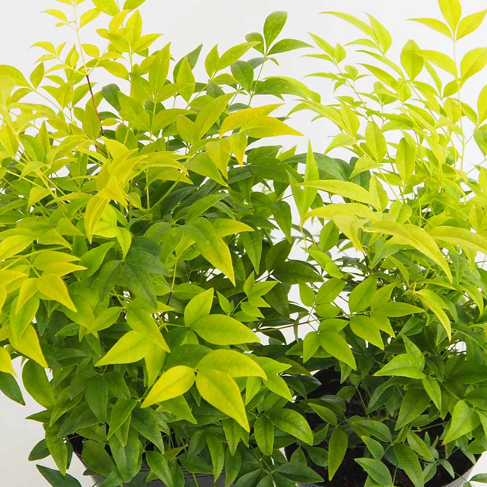 南天 レモンライム 【花木苗 5号／1個売り】