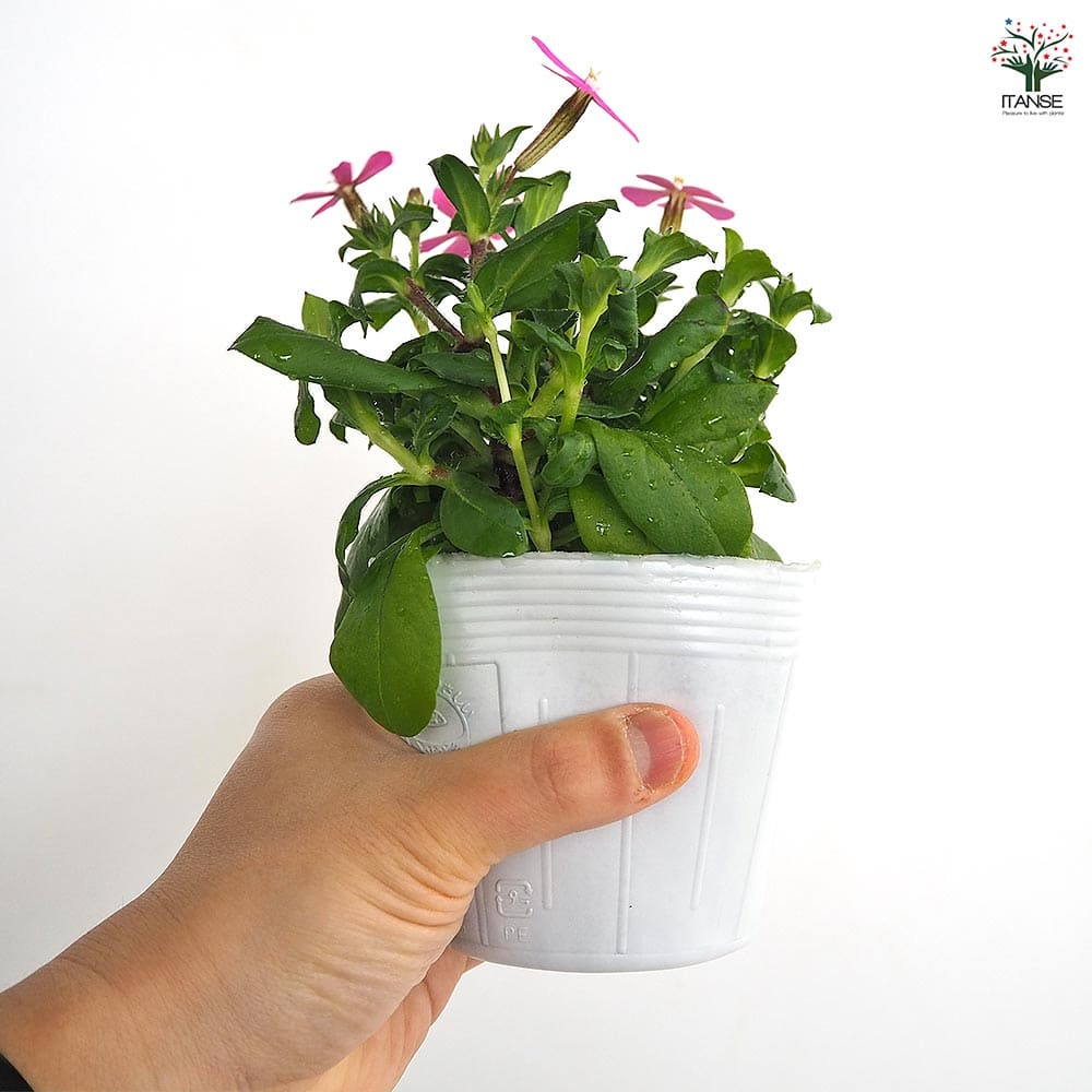 シレネ ピンクパンサー 【花苗 3.5号】｜ 【植物のITANSE】全品