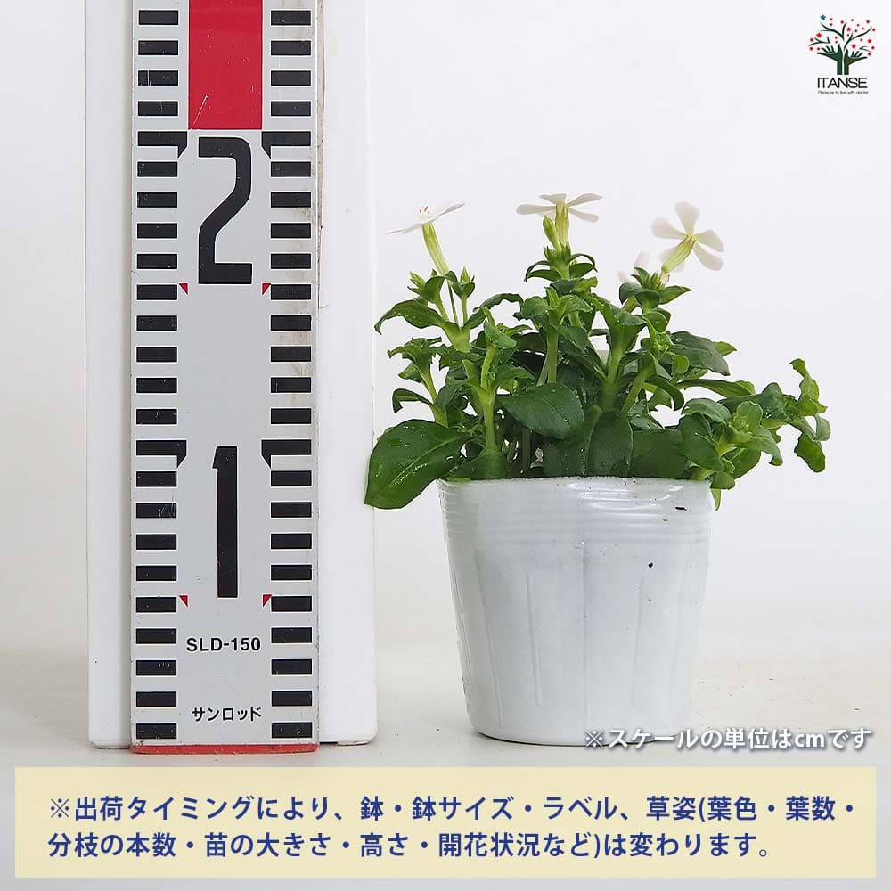 シレネ ホワイトパンサー 【花苗 3.5号】｜ 【植物のITANSE
