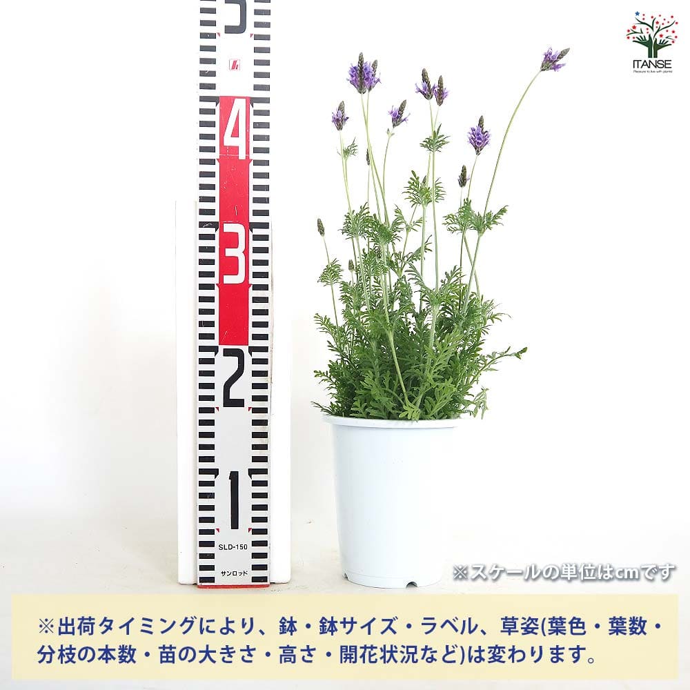 レースラベンダー 【ハーブの苗 4号】｜ 【植物のITANSE】全品