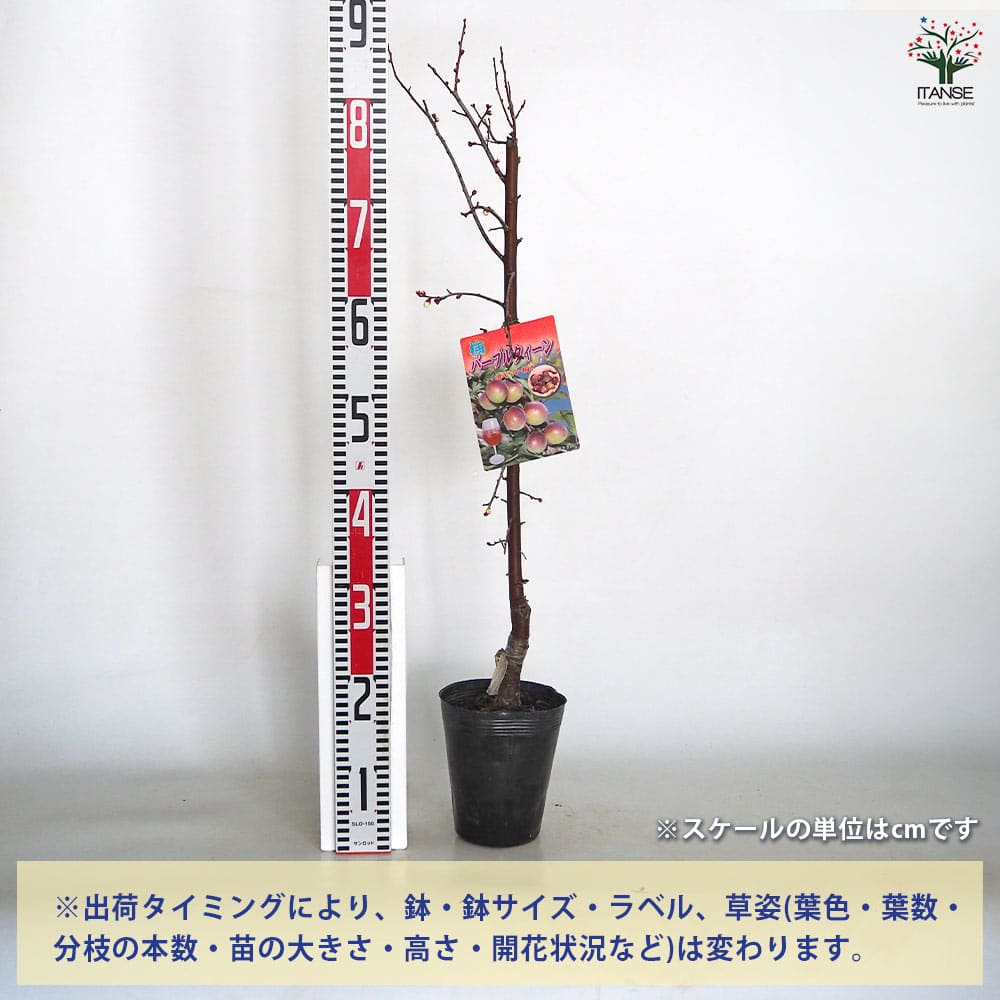 梅の苗木 パープルクイーン 【果樹の苗木 5号／1個売り】｜ 【植物の