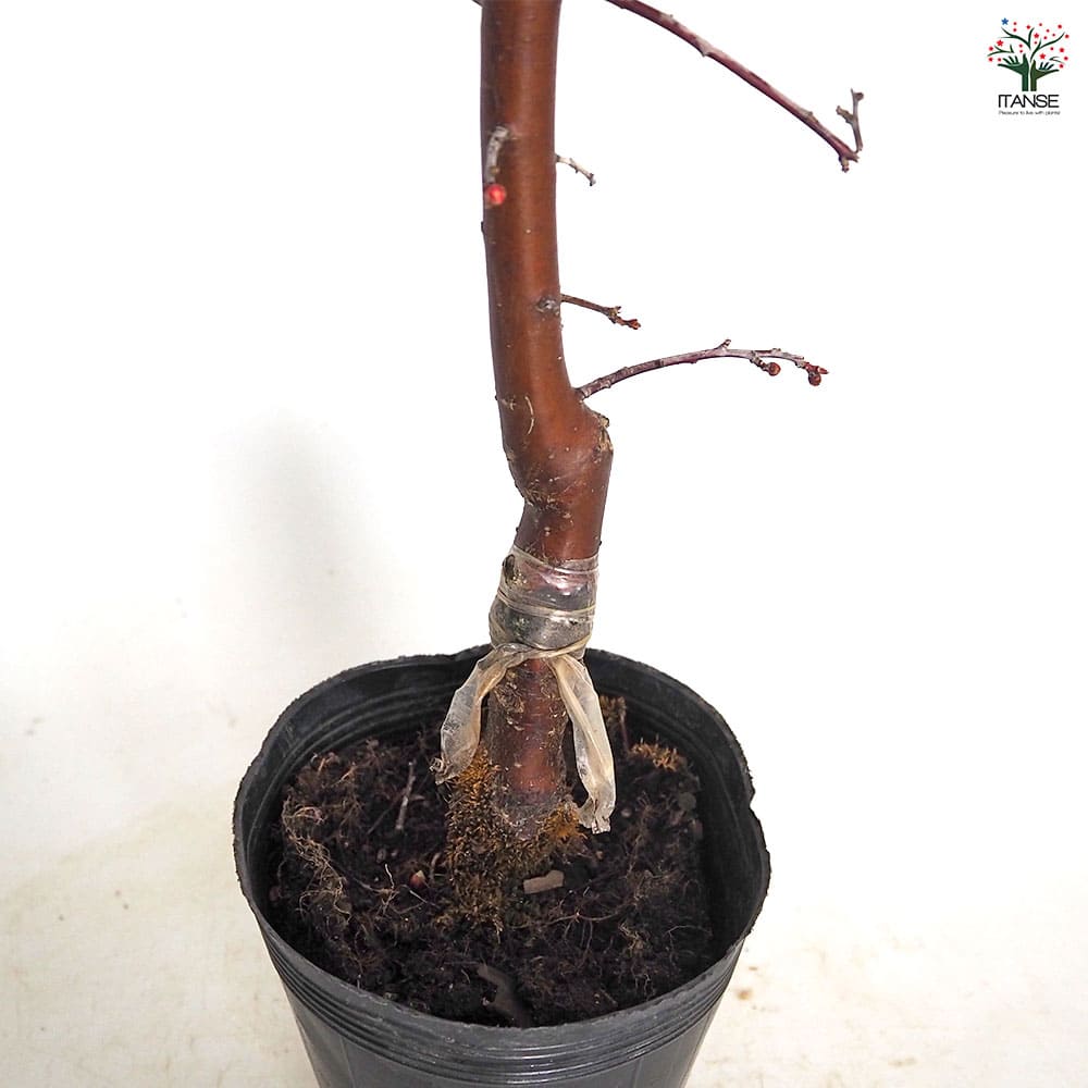 梅の苗木 パープルクイーン 【果樹の苗木 5号／1個売り】｜ 【植物の
