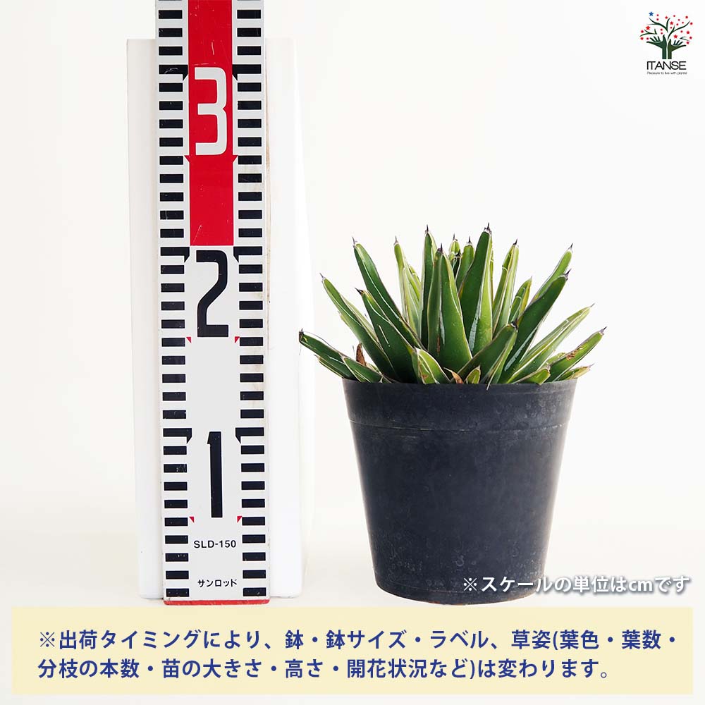 アガベ 笹の雪 黄色覆輪斑 【多肉植物 5号／1個売り】｜ 【植物の