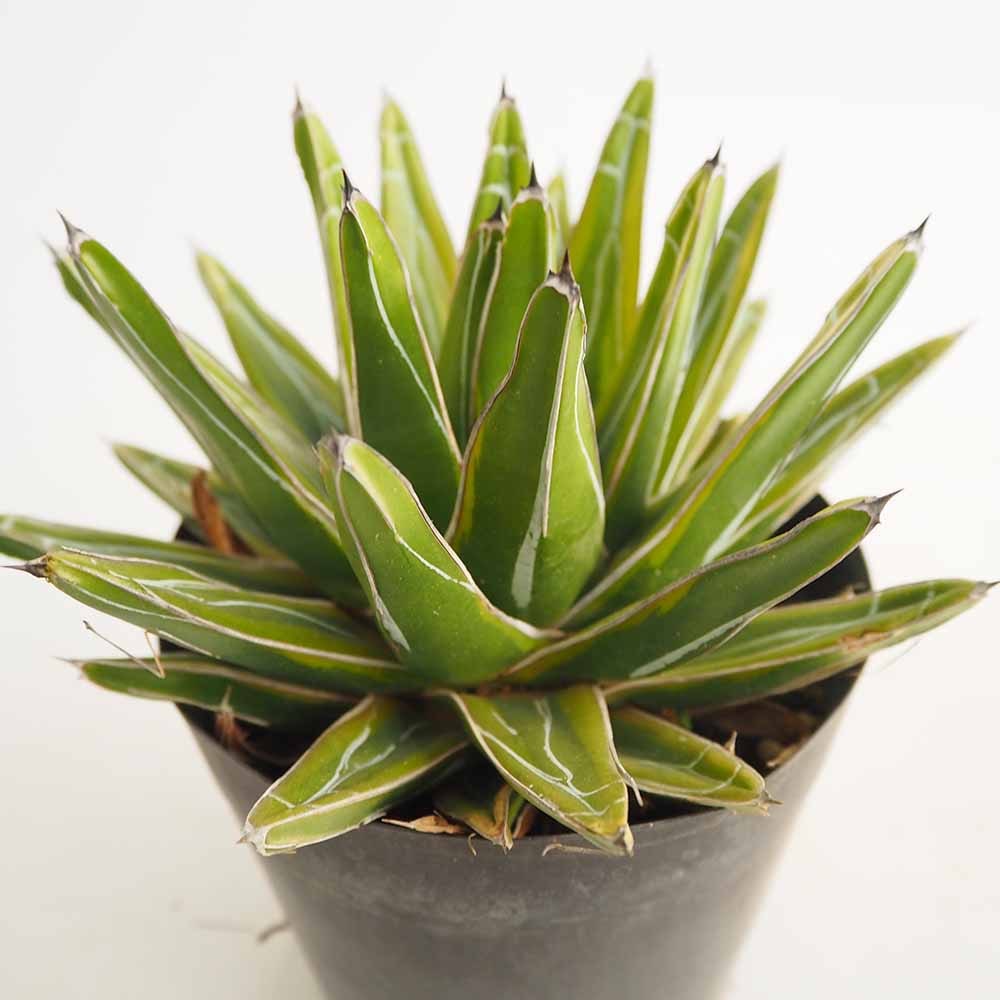アガベ 笹の雪 黄色覆輪斑 【多肉植物 5号／1個売り】｜ 【植物の