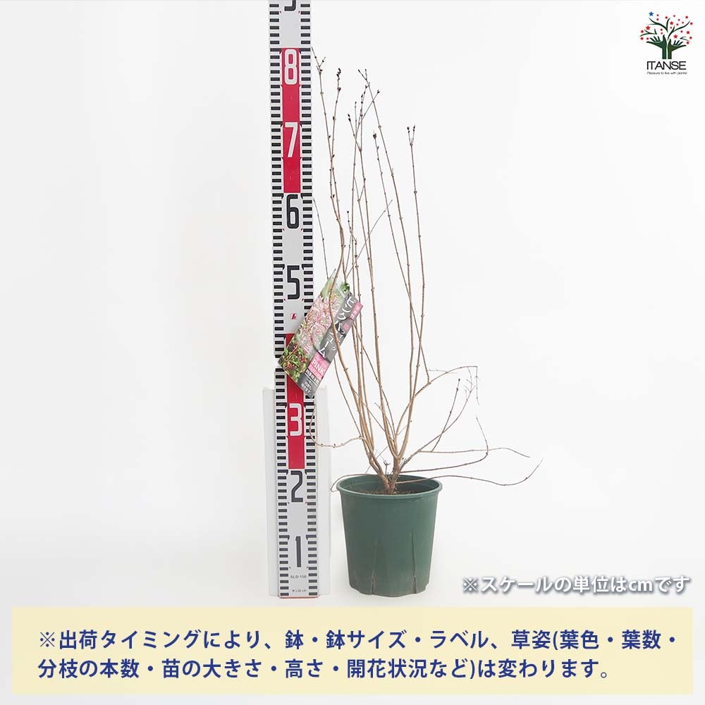 ライラック ピンクパフューム 【花木苗 6号／1個売り】｜ 【植物の