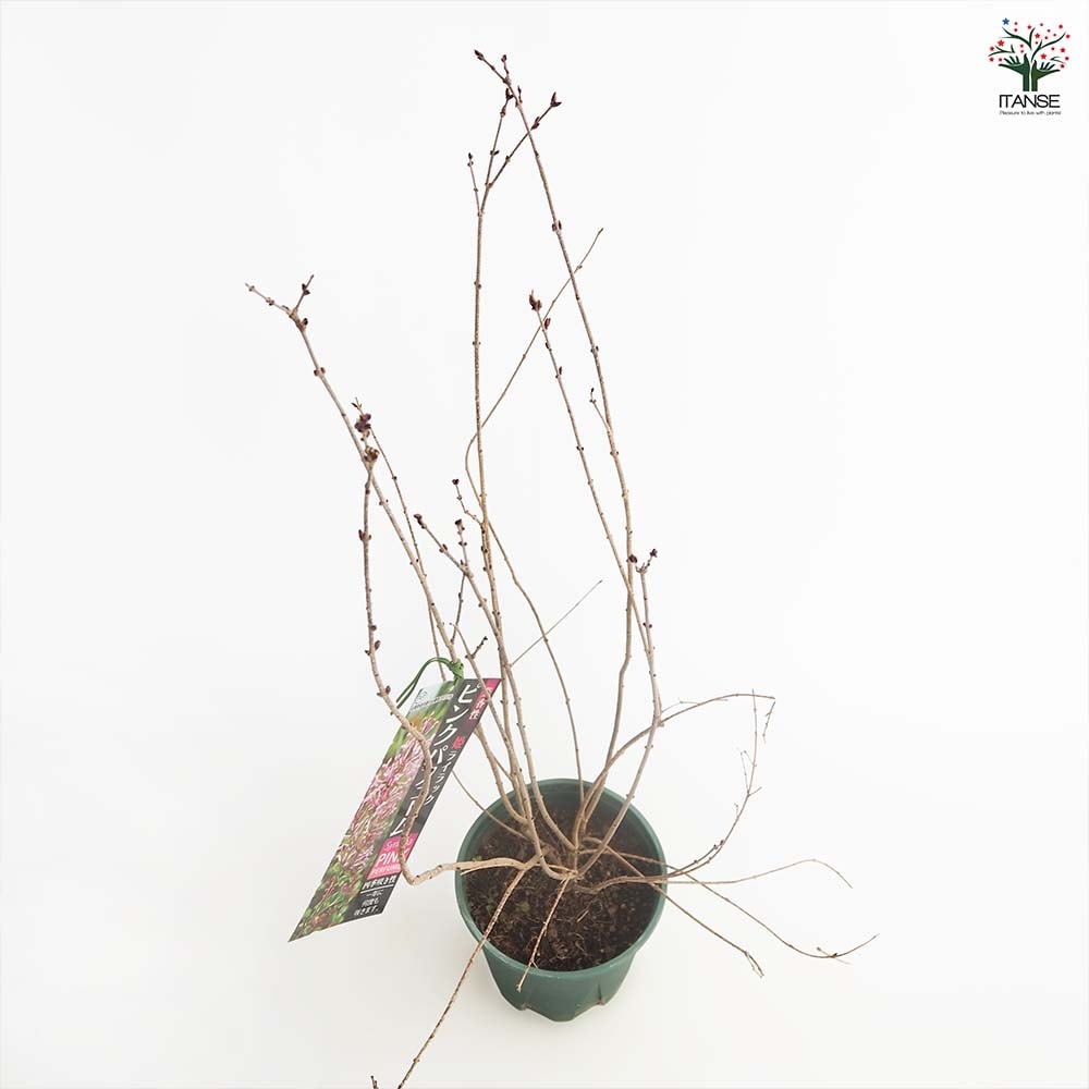 ライラック ピンクパフューム 【花木苗 6号／1個売り】｜ 【植物の