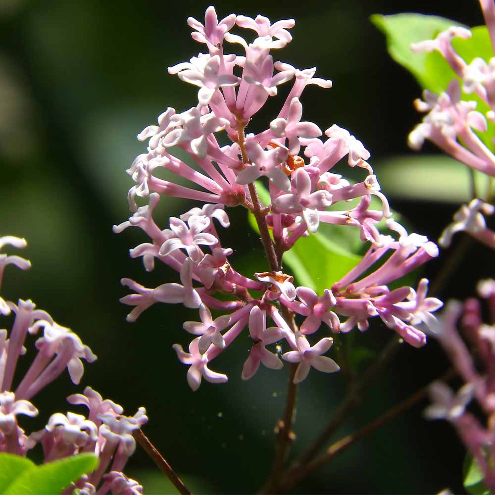 ライラック ピンクパフューム 【花木苗 6号／1個売り】｜ 【植物の