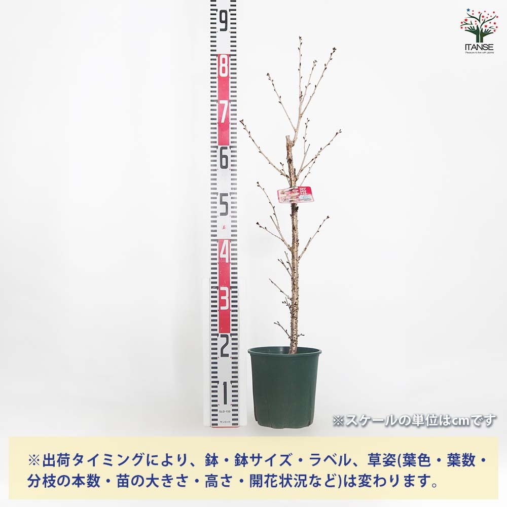 桜の苗木 御殿場 【花木苗 6号／1個売り】｜ 【植物のITANSE