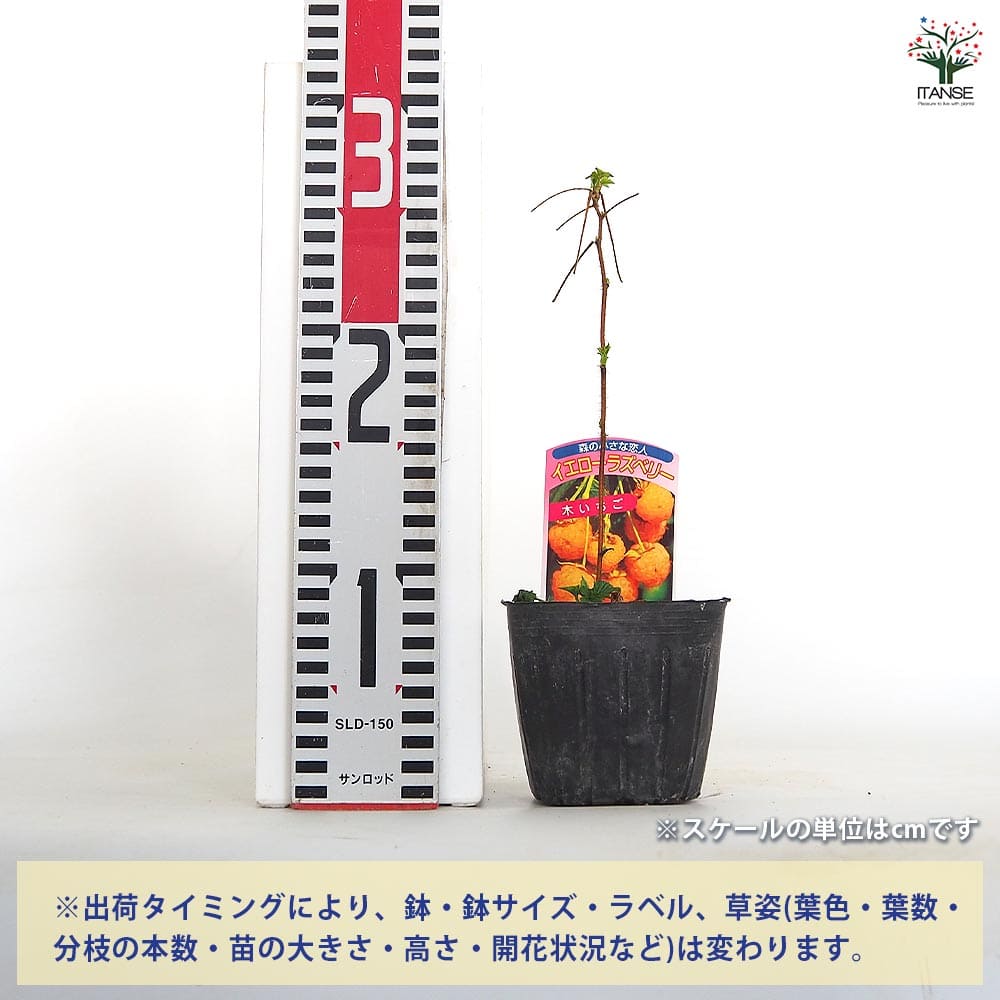 イエローラズベリー 【果樹の苗 3.5号】｜ 【植物のITANSE】全品