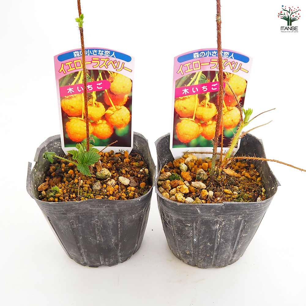 イエローラズベリー 【果樹の苗 3.5号】｜ 【植物のITANSE】全品
