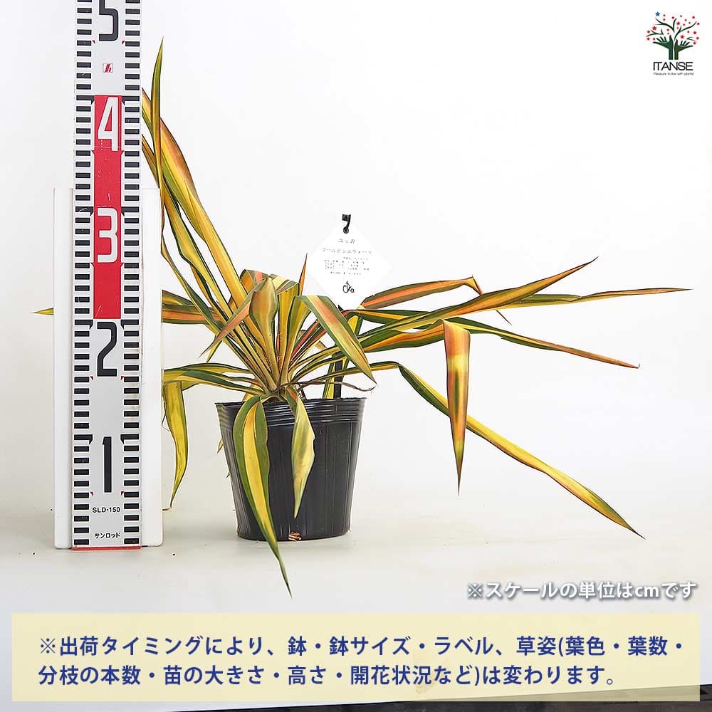 ユッカ フィラメントーサ ゴールデンソード 【観葉植物 5号／1個売り