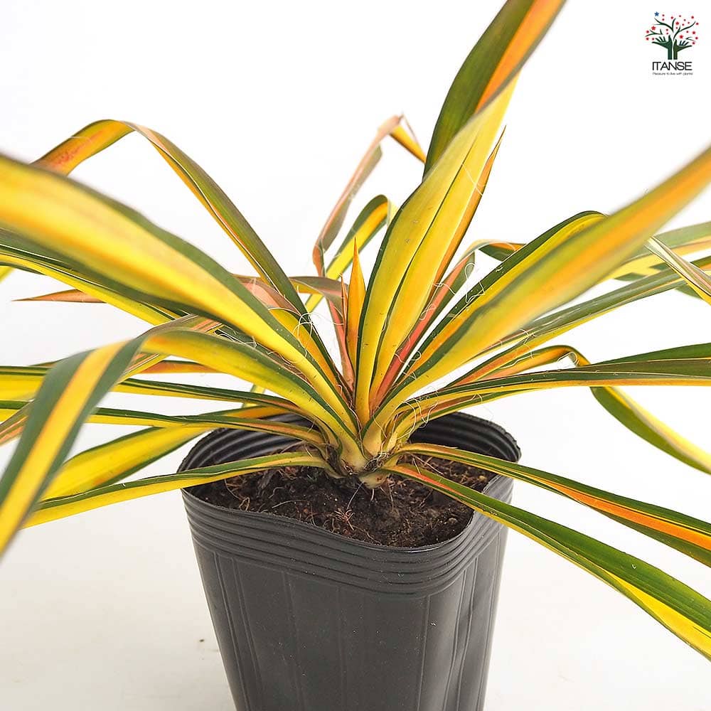 ユッカ フィラメントーサ ゴールデンソード 【観葉植物 5号／1個売り