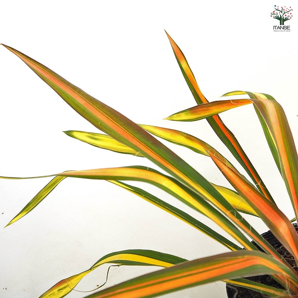 ユッカ フィラメントーサ ゴールデンソード 【観葉植物 5号／1個売り