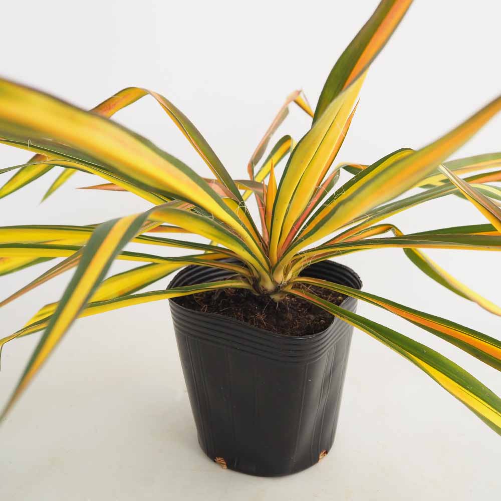 ユッカ フィラメントサーゴールデンソード ユッカ フィラメントーサ ゴールデンソード 【観葉植物 5号／1個売り