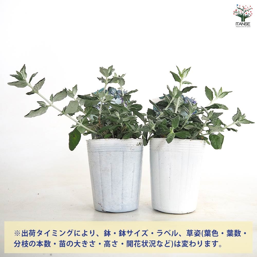 ツリージャーマンダー アイスブルー 【花苗 3号】｜ 【植物の