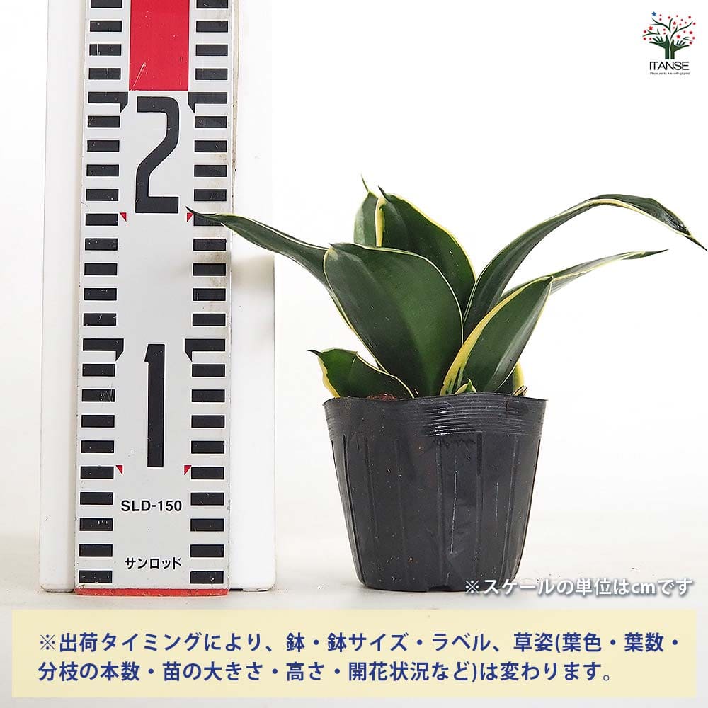 サンスベリア ハニーバニー 【観葉植物 3号】｜ 【植物のITANSE