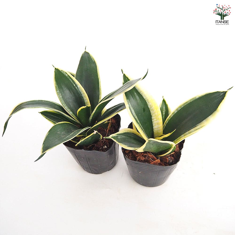 サンスベリア ハニーバニー 【観葉植物 3号】｜ 【植物のITANSE