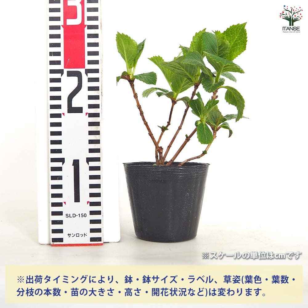 その他観葉植物 acetedyamada 観葉植物 アジアンタム 5号 インティ M 濃グレイ 付き | 観葉植物なら