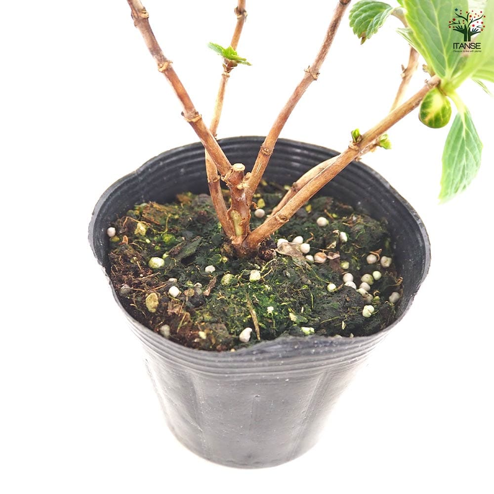 その他観葉植物 acetedyamada アジサイ ダブルダッチエダム 【花木苗 3.5号】｜ 【植物の