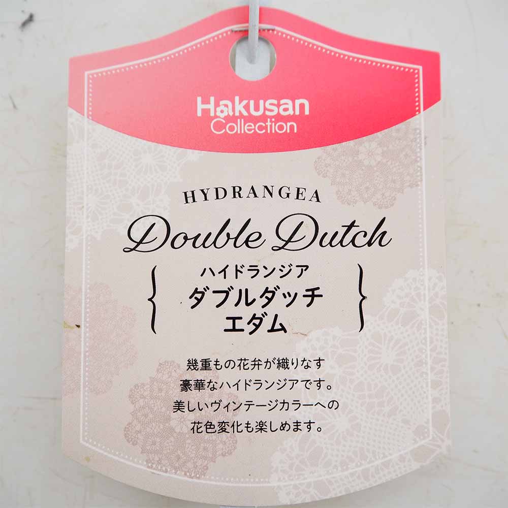 アジサイ ダブルダッチエダム 【花木苗 3.5号】