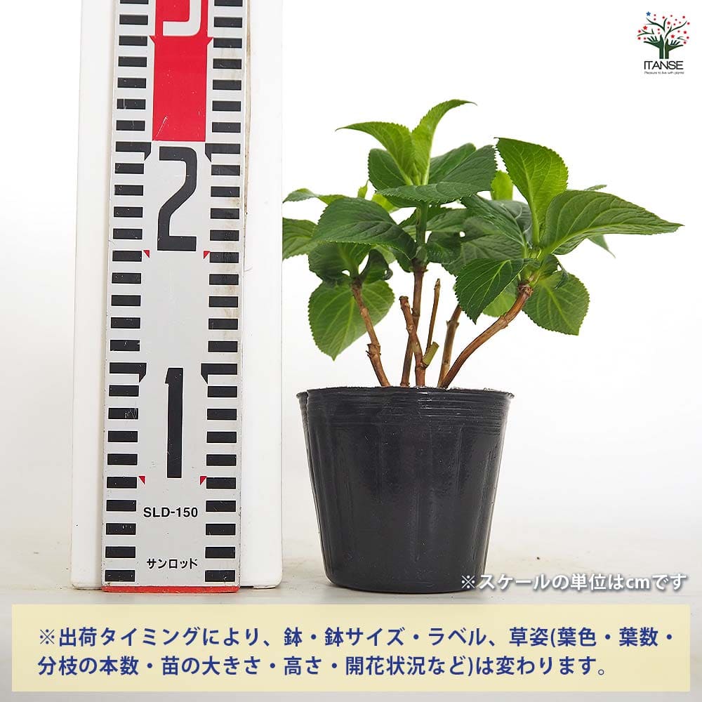 アジサイ 竜宮 【花木苗 3.5号】｜ 【植物のITANSE】全品送料