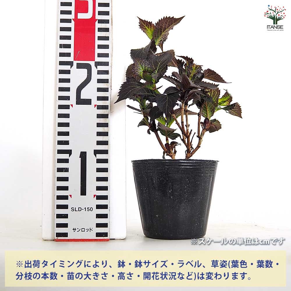 アジサイ ライトマイファイヤー 【花木苗 3.5号】｜ 【植物の
