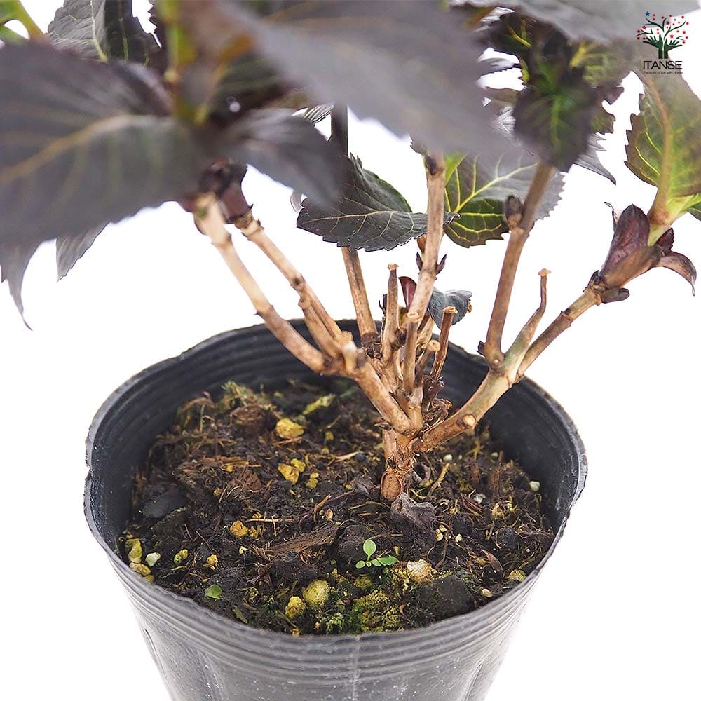 アジサイ ライトマイファイヤー 【花木苗 3.5号】｜ 【植物の