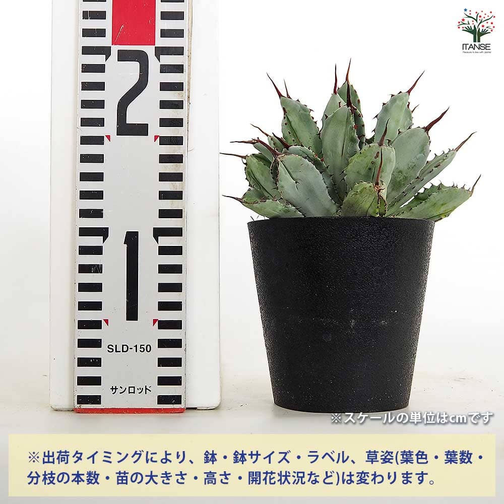 アガベ キュービック 【多肉植物 4号／1個売り】｜ 【植物の