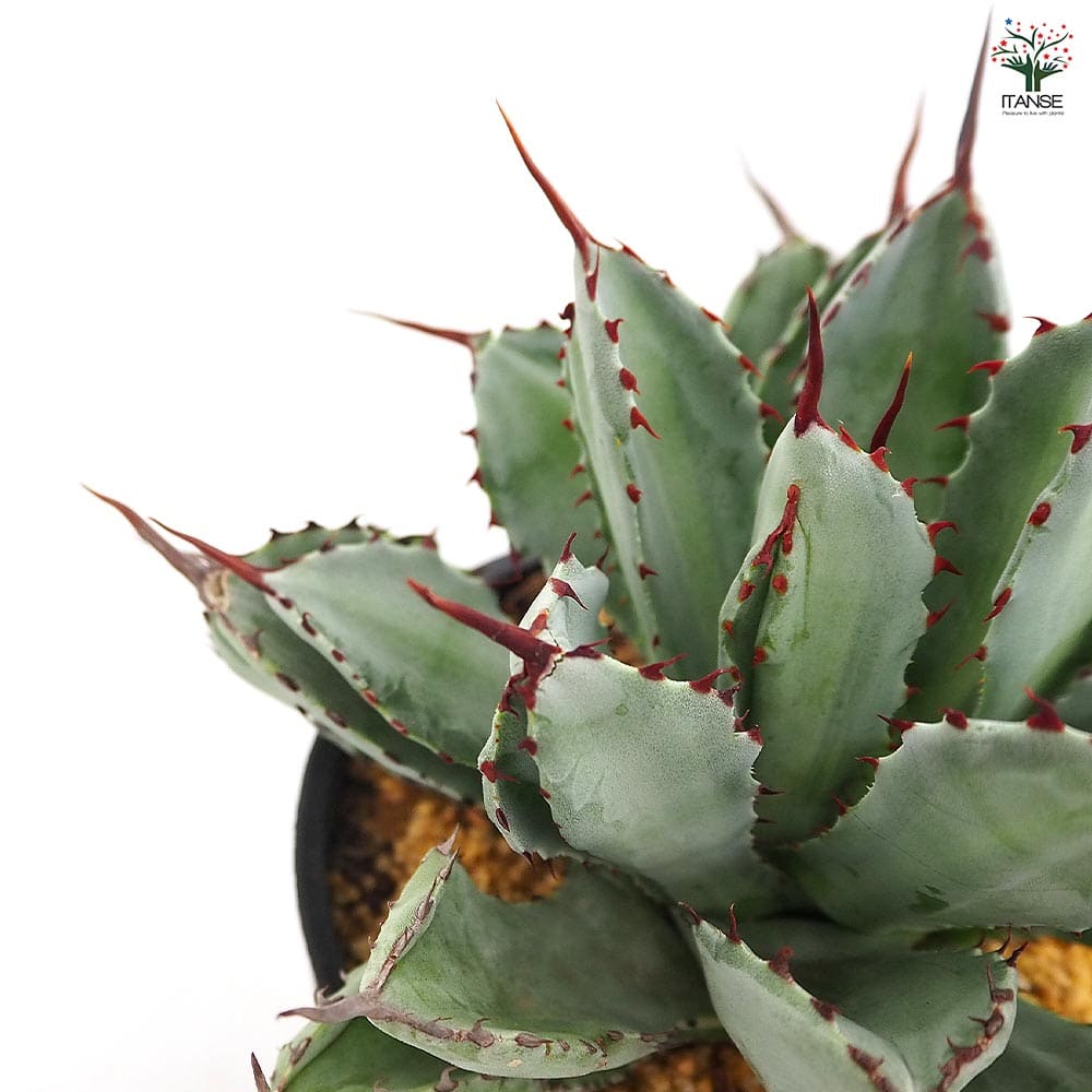 アガベ キュービック 【多肉植物 4号／1個売り】｜ 【植物の