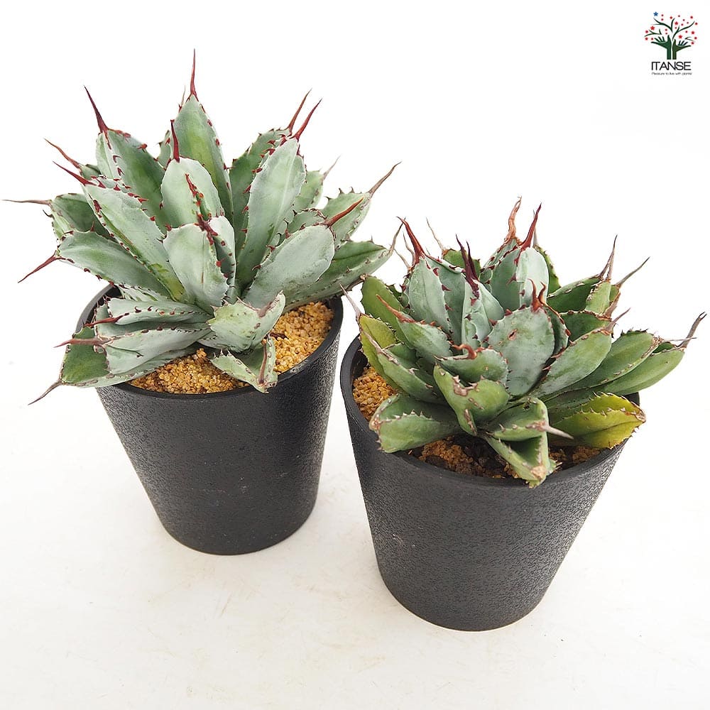 アガベ　キュービック アガベ キュービック 【多肉植物 4号／1個売り】｜ 【植物の