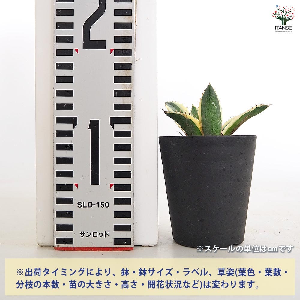 アガベ スナグルトゥース 【多肉植物 3号／1個売り】｜ 【植物の