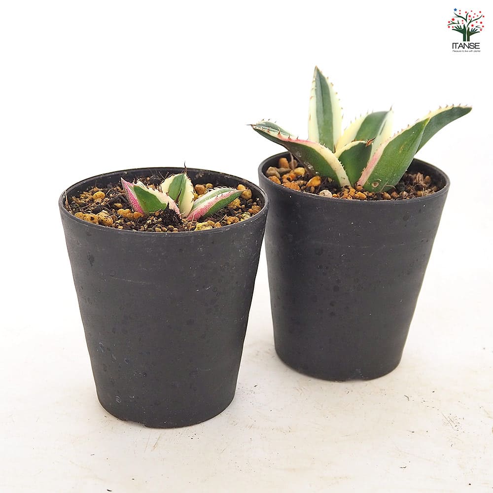 アガベ スナグルトゥース 【多肉植物 3号／1個売り】｜ 【植物の