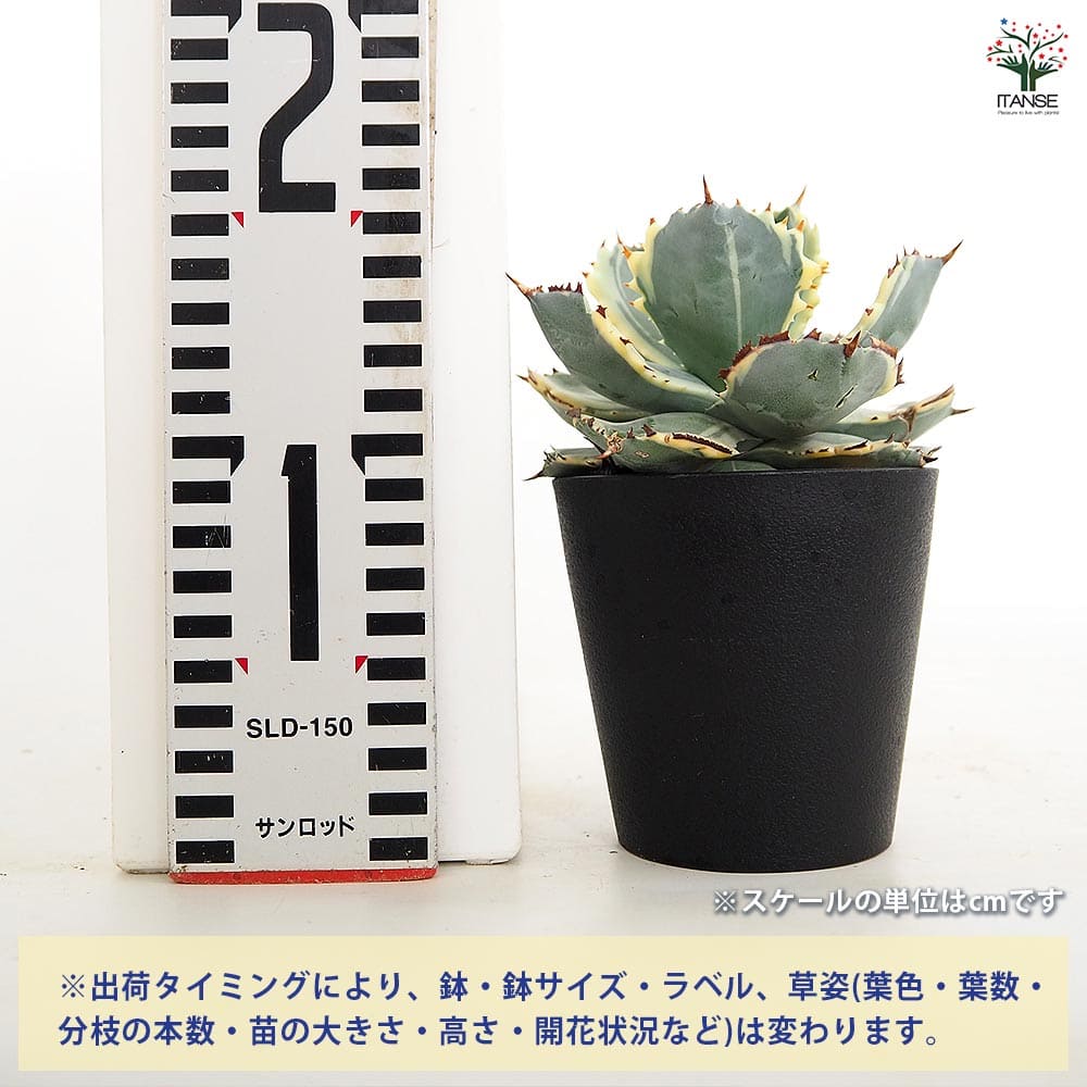 アガベ イシスメンシス 【多肉植物 3.5号／1個売り】｜ 【植物の