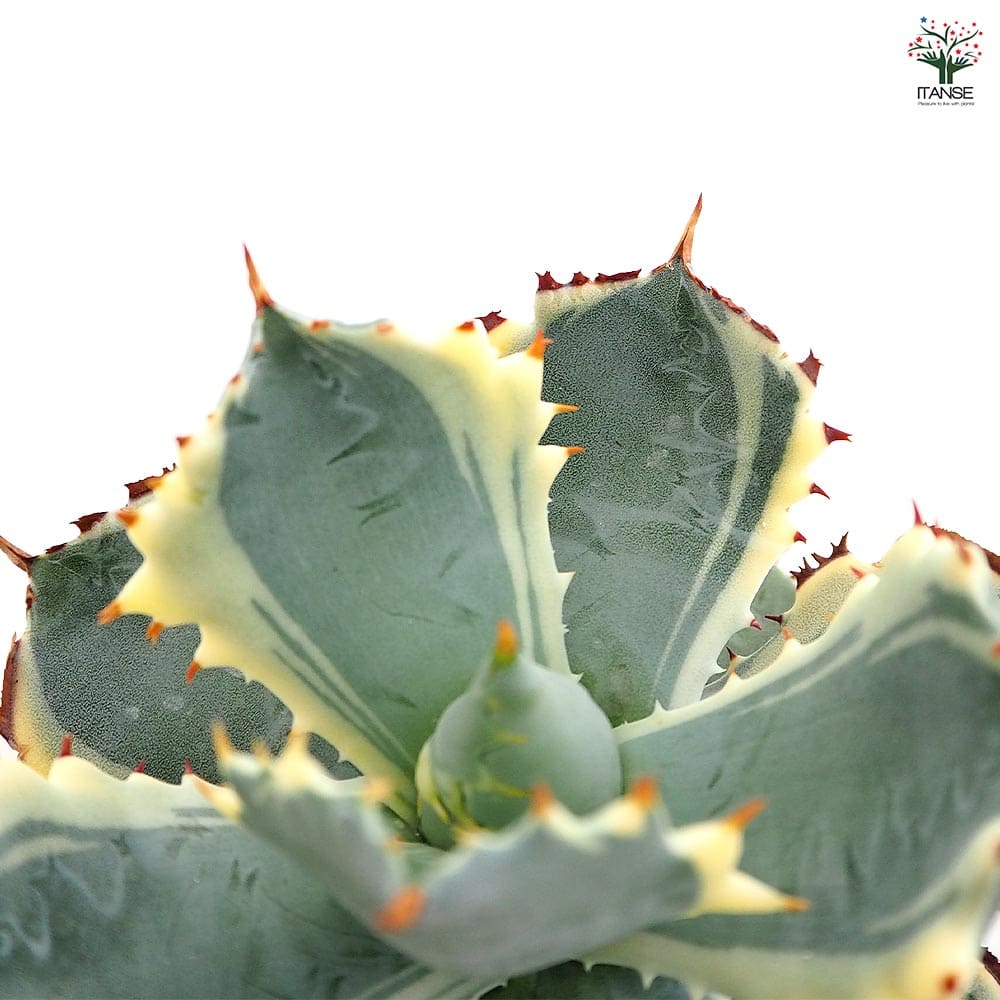 アガベ イシスメンシス 【多肉植物 3.5号／1個売り】｜ 【植物の