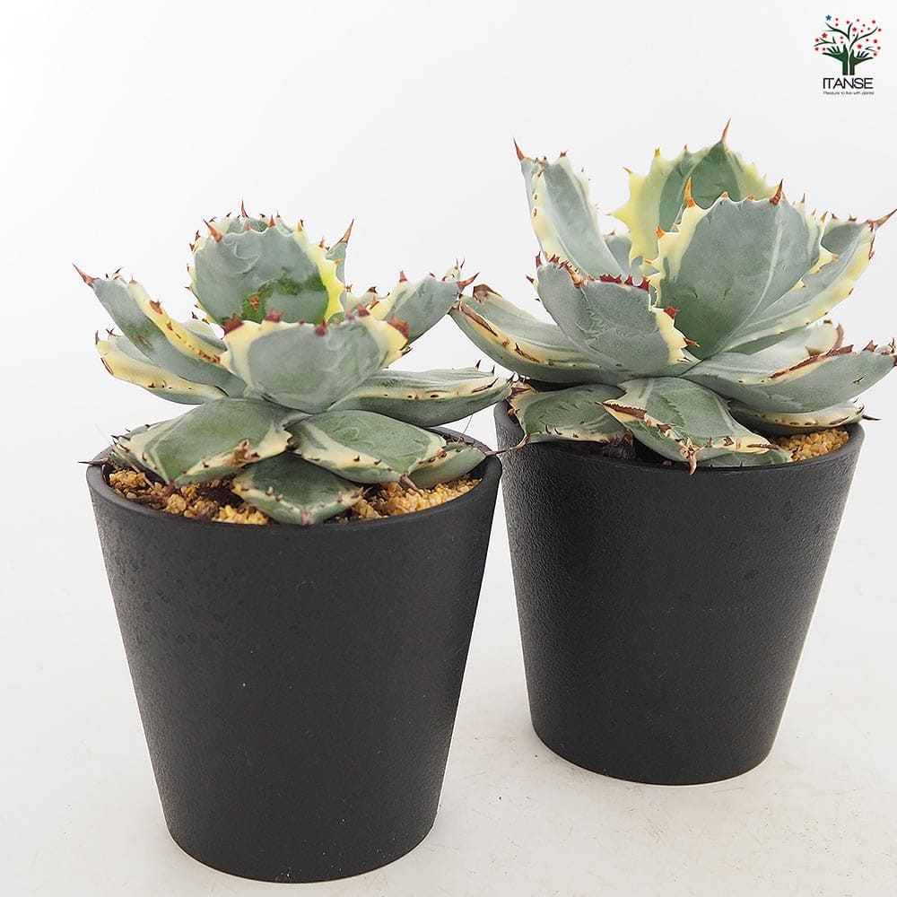 アガベ イシスメンシス 【多肉植物 3.5号／1個売り】｜ 【植物の