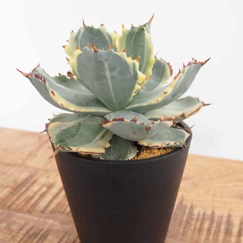 アガベ イシスメンシス 【多肉植物 3.5号／1個売り】｜ 【植物の