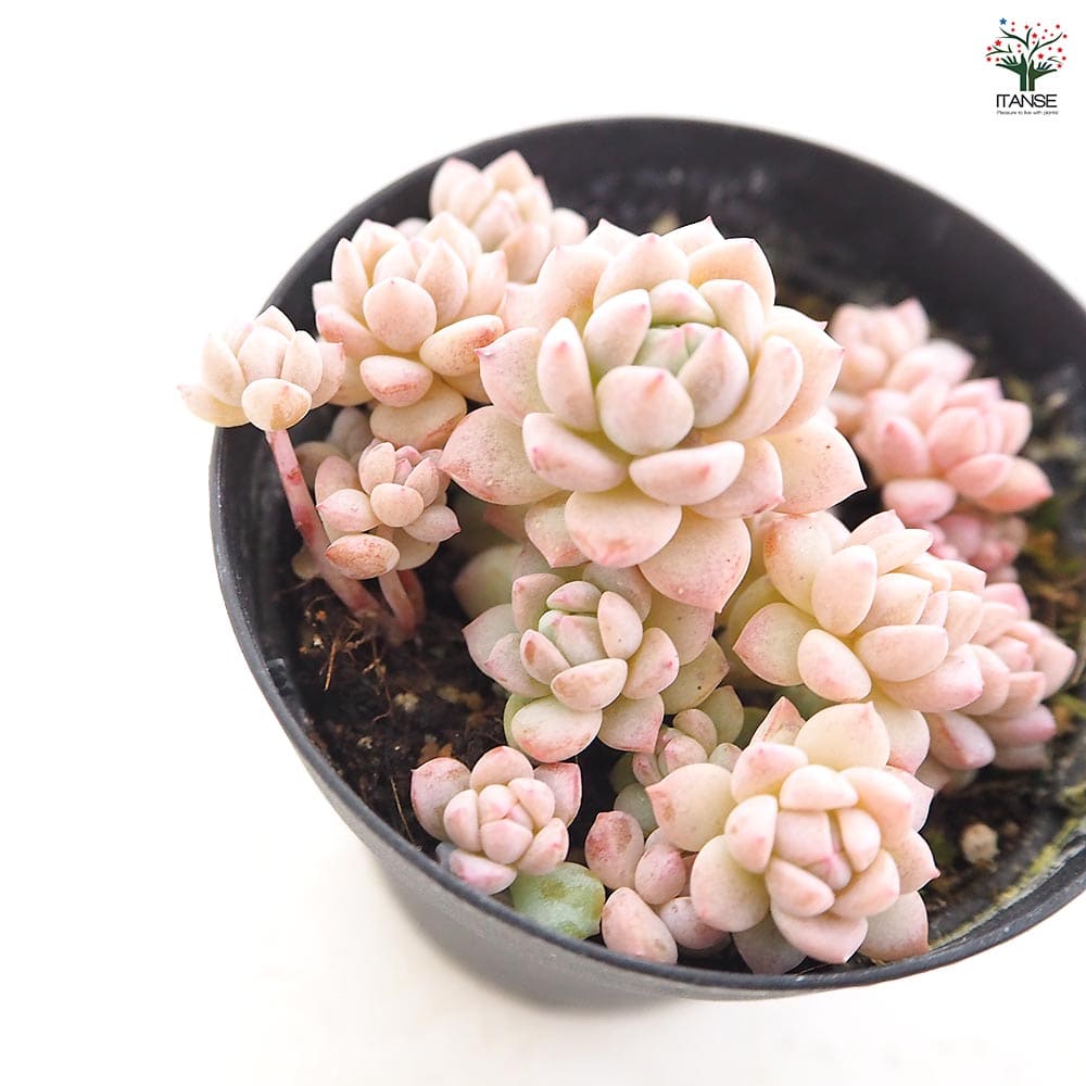 エケベリア プロリフィカ 【多肉植物 2.5号】｜ 【植物のITANSE