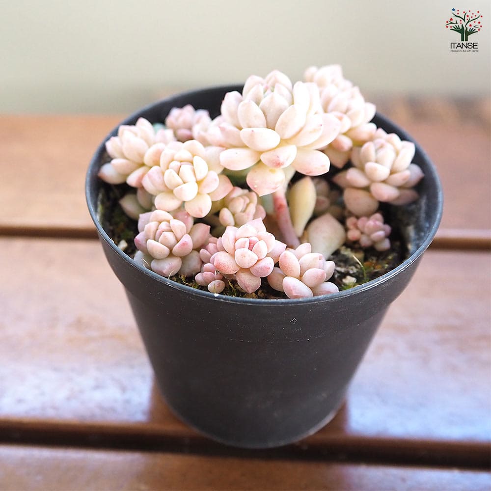 エケベリア プロリフィカ 【多肉植物 2.5号】｜ 【植物のITANSE