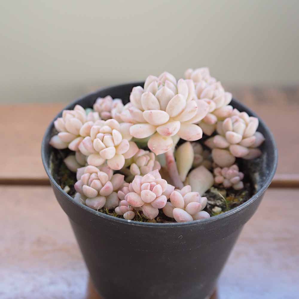 エケベリア プロリフィカ 【多肉植物 2.5号】｜ 【植物のITANSE