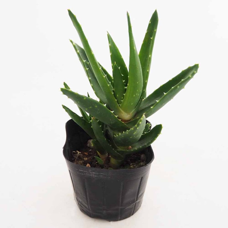 ホヤ クローニアナブラック 【観葉植物 5号吊り鉢/1個売り ホヤ クローニアナブラック 【観葉植物 5号吊り鉢/1個売り