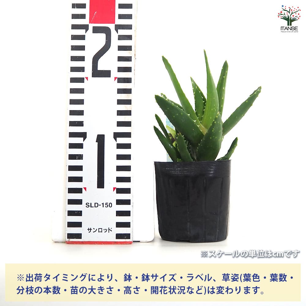 送料無料　アロエ　20年以上の親株　古株　多肉植物 送料無料 アロエ 20年以上の親株 古株多肉植物 【公式通販】