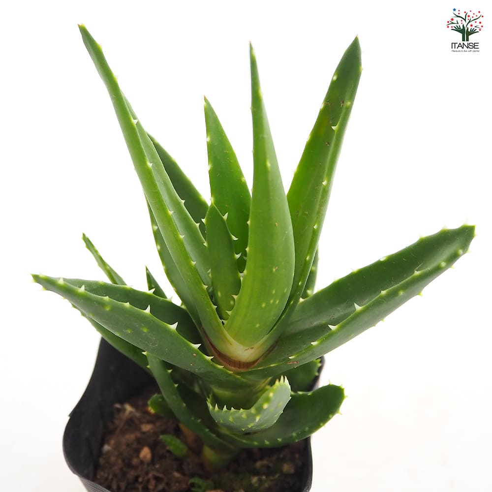 アロエ 不夜城 【多肉植物 3号】｜ 【植物のITANSE】全品送料